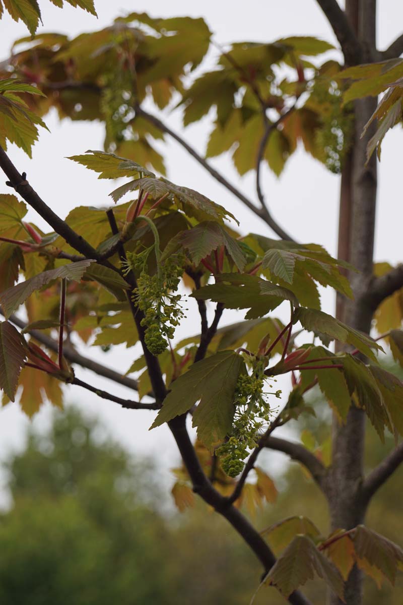 Acer palmatum 'Purpureum' meerstammig / struik