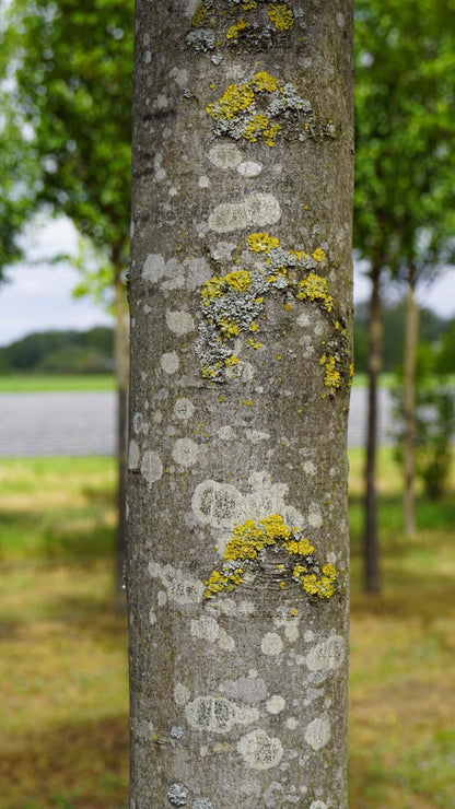 Acer platanoides 'Columnare' solitair bast