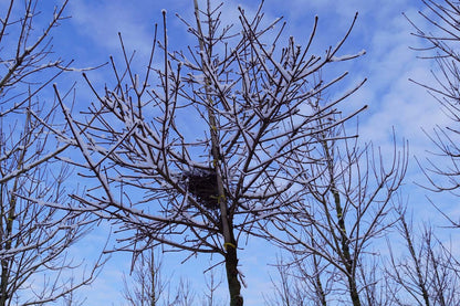 Acer platanoides 'Emerald Queen' solitair