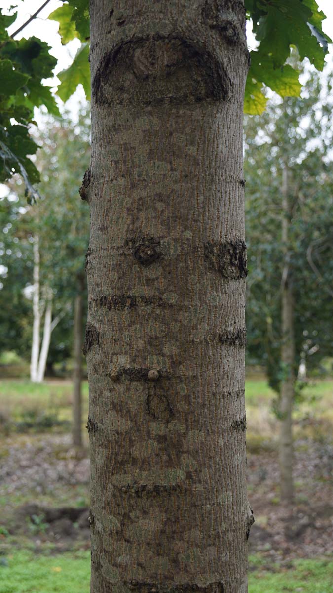 Acer platanoides 'Olmsted' op stam bast