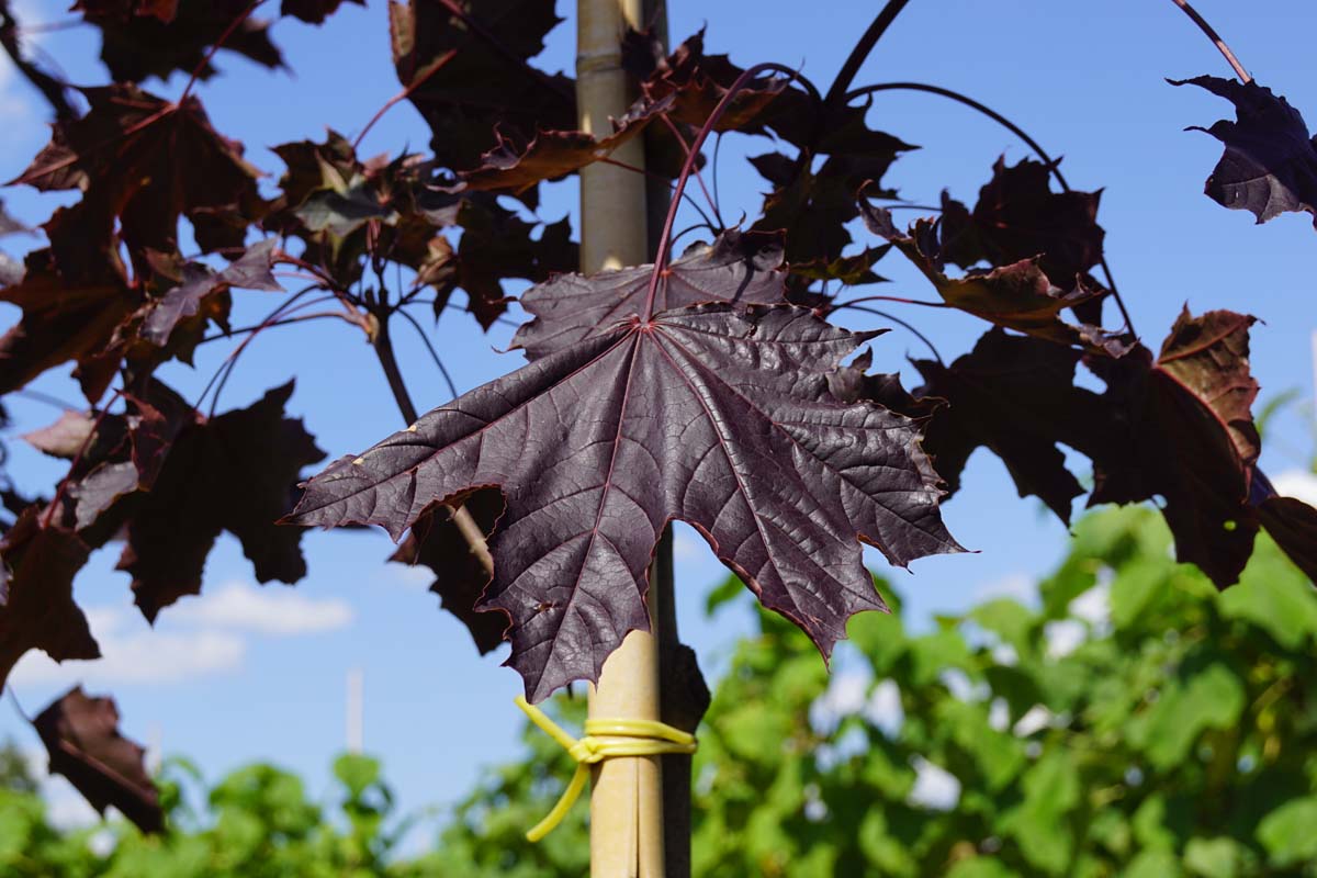 Acer platanoides 'Royal Red' leiboom blad