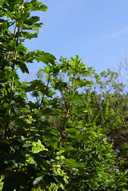 Acer pseudoplatanus 'Rotterdam' op stam