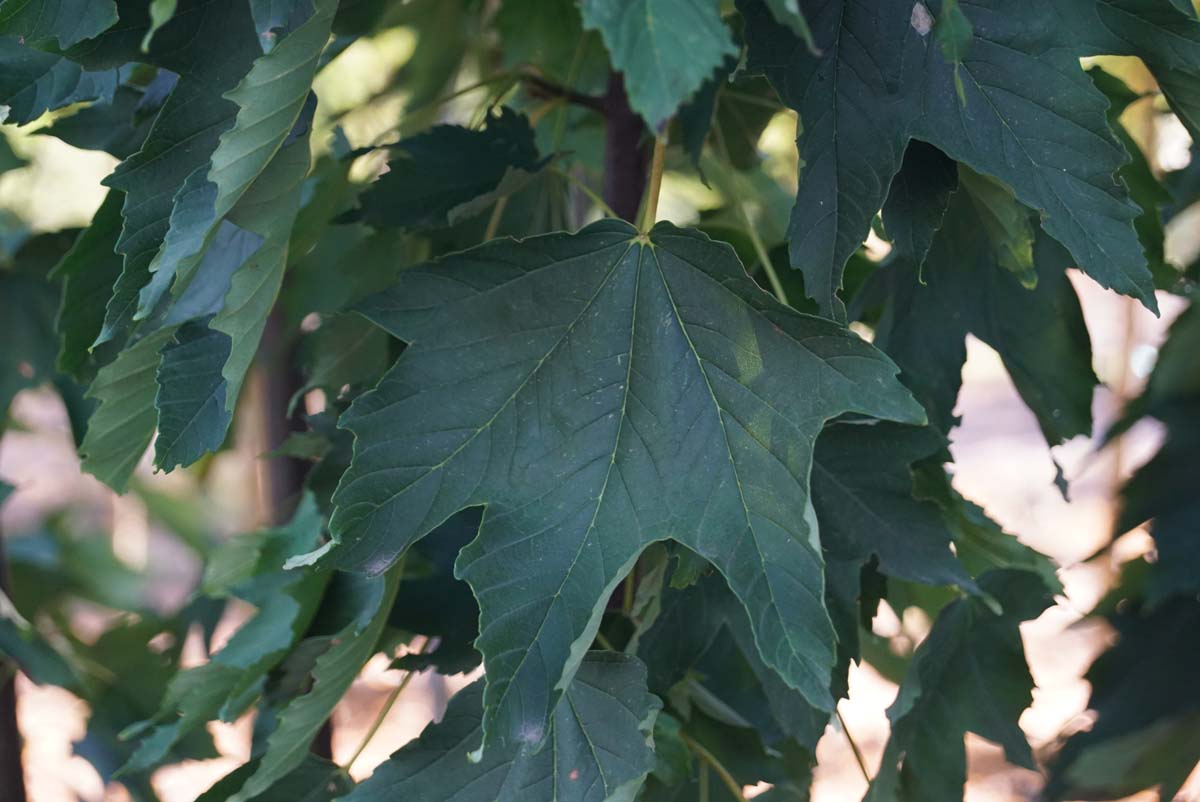 Acer pseudoplatanus 'Wilhelmina' op stam