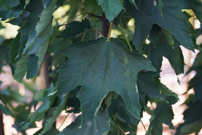 Acer pseudoplatanus 'Wilhelmina' op stam