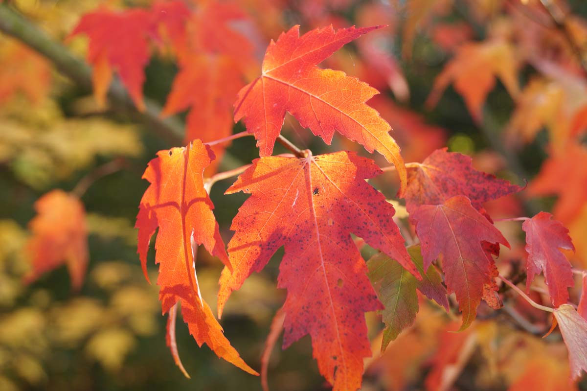 Acer rubrum meerstammig / struik