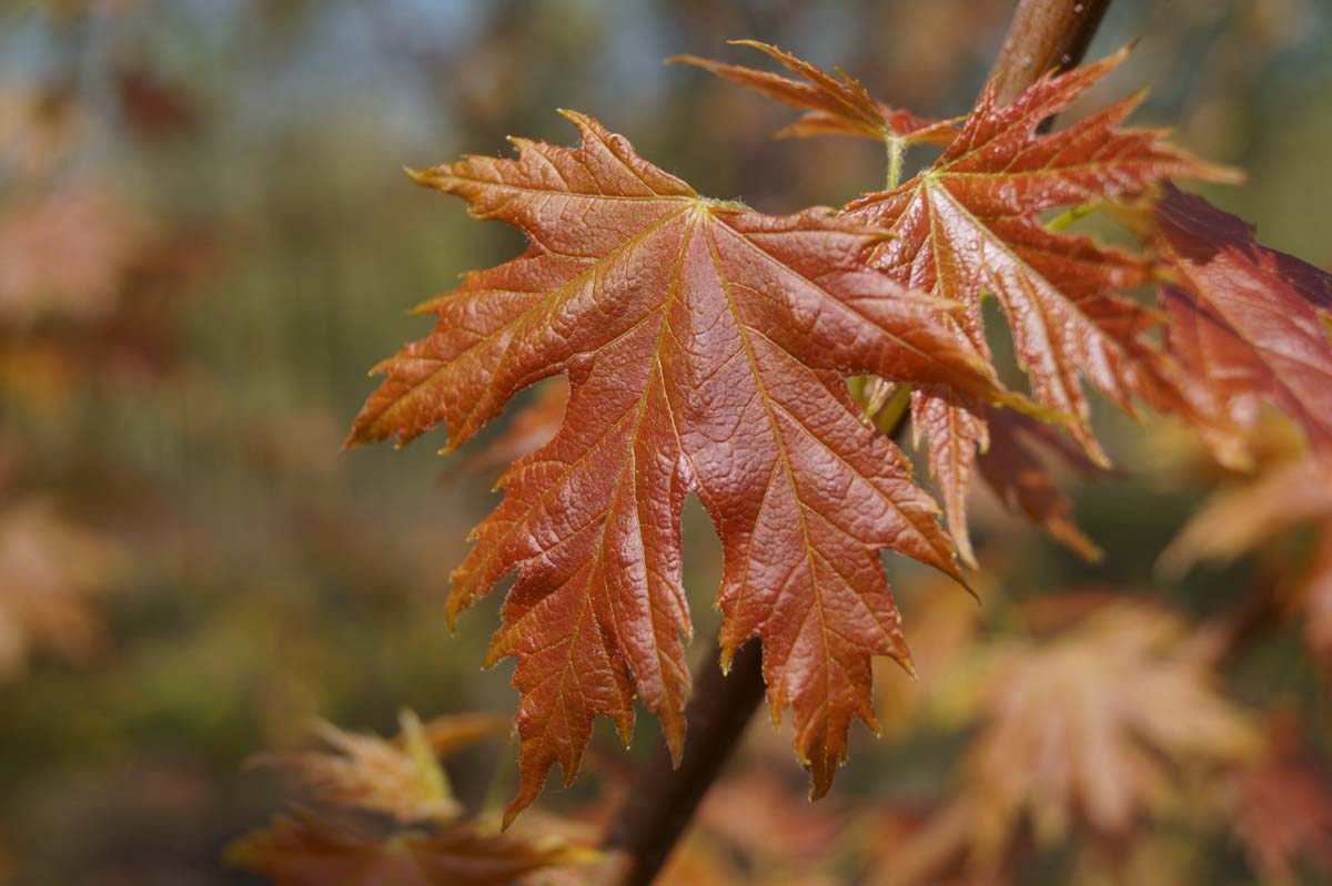 Acer saccharinum 'Pyramidale' op stam blad