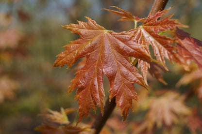 Acer saccharinum 'Pyramidale' op stam blad