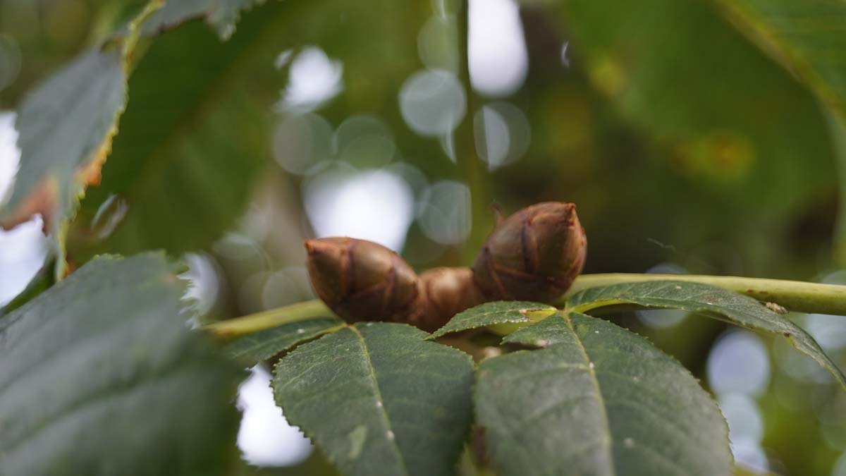 Aesculus carnea 'Briotii' meerstammig / struik