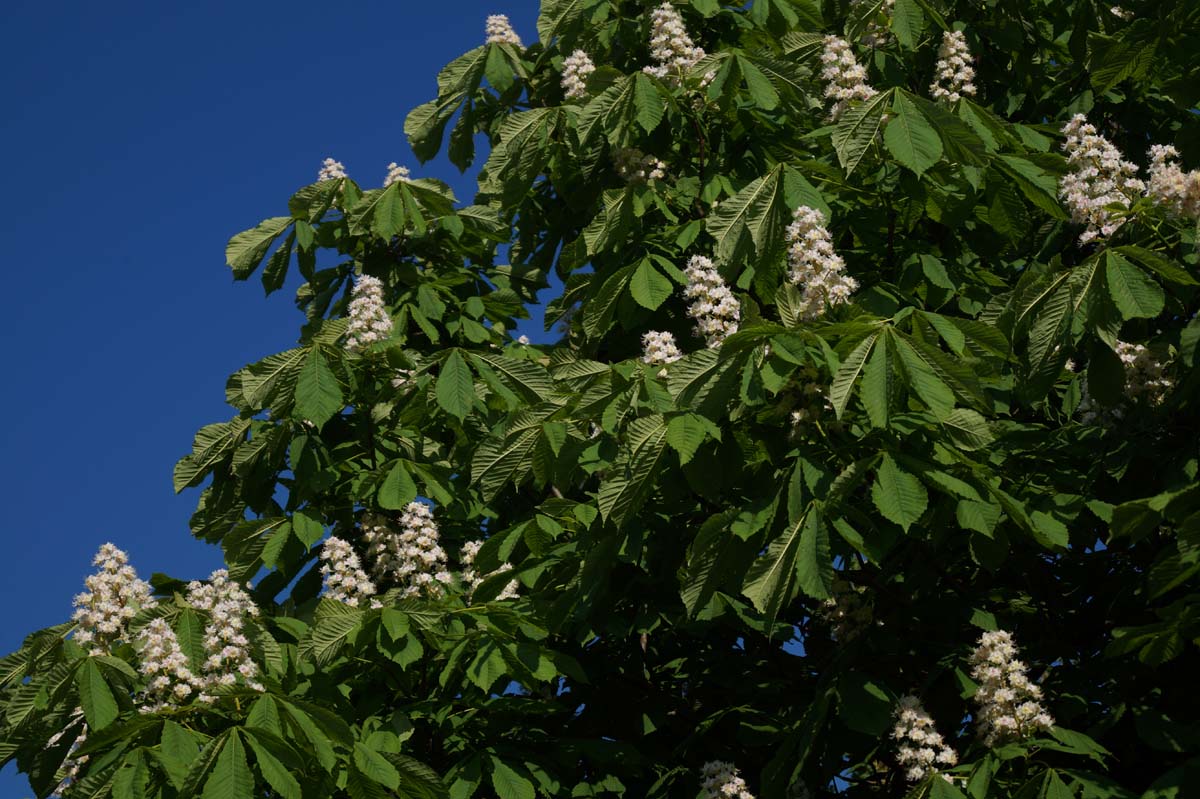 Aesculus hippocastanum haagplant