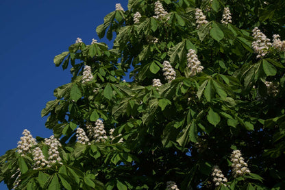 Aesculus hippocastanum meerstammig / struik