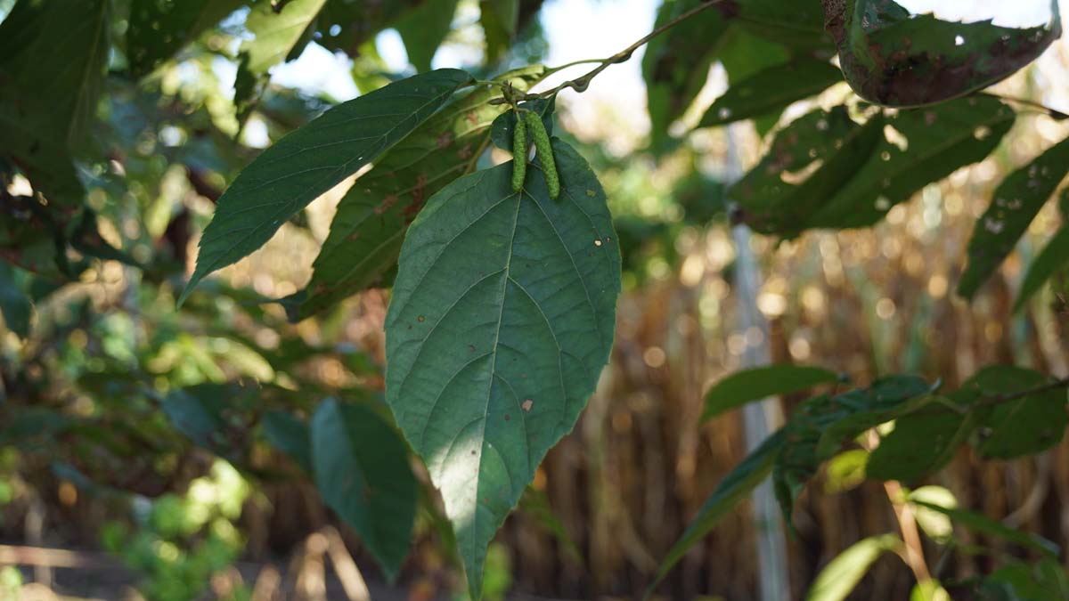 Alnus spaethii op stam