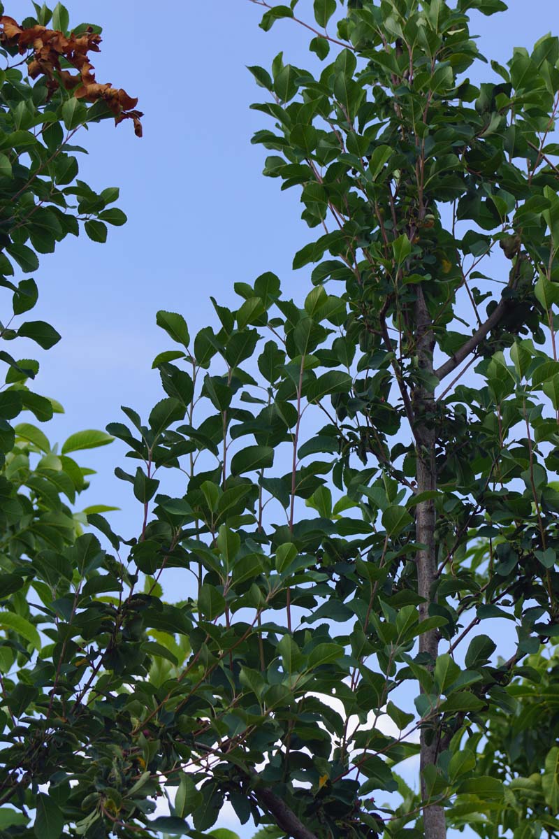 Amelanchier alnifolia 'Obelisk' leiboom twijg