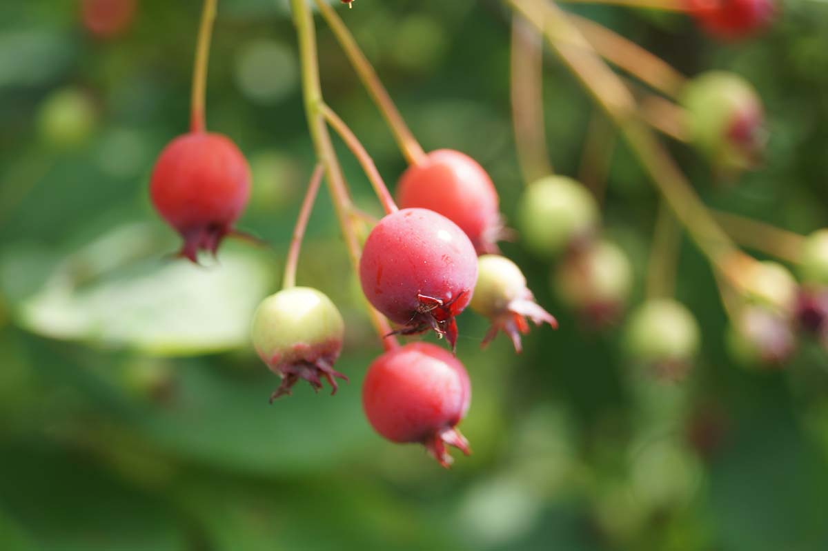 Amelanchier lamarckii haagplant