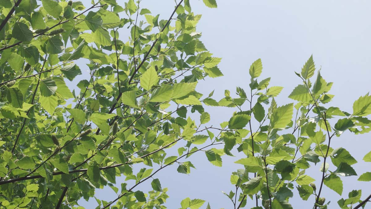 Betula nigra dakboom