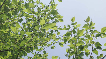 Betula nigra solitair