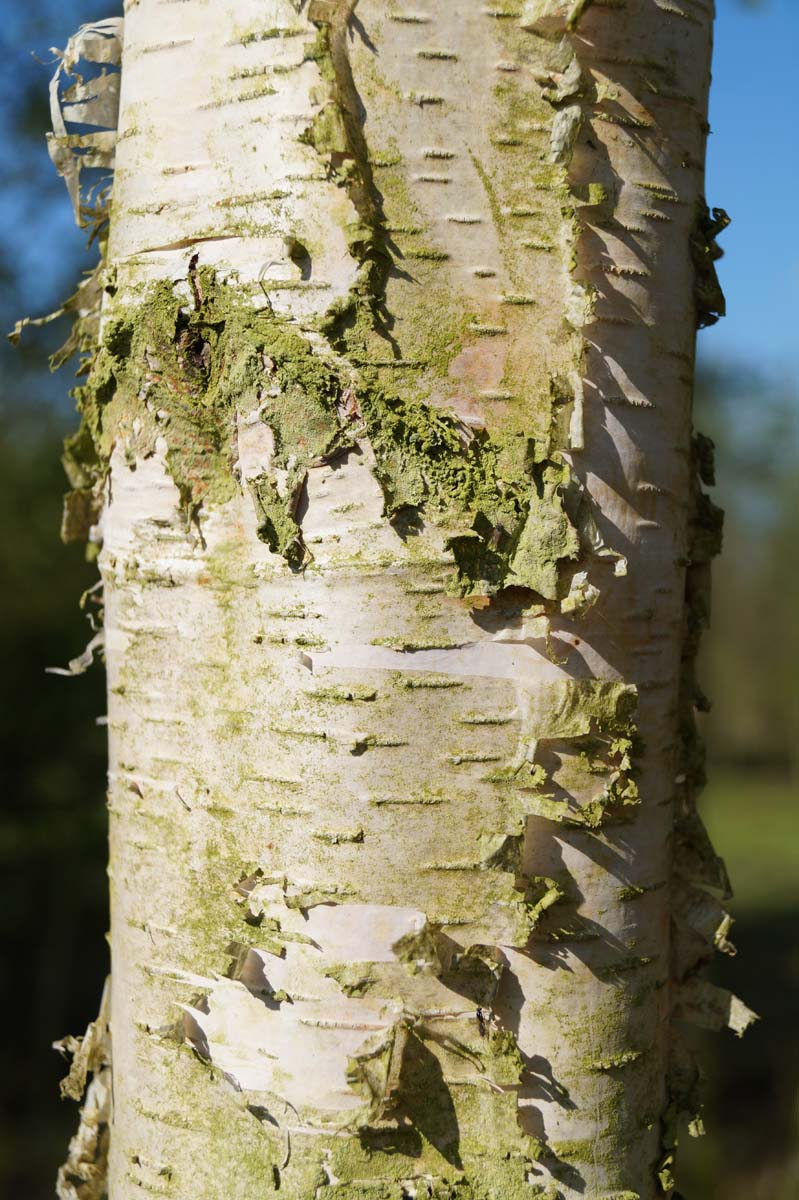 Betula pendula op stam stam