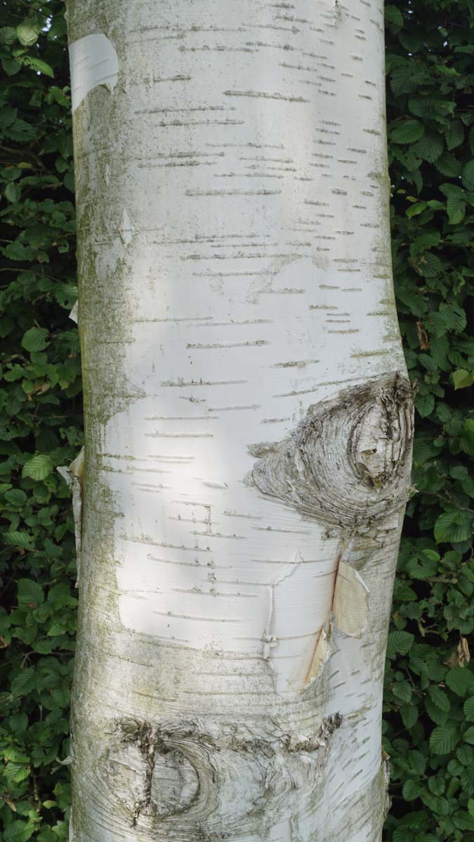 Betula utilis jacquemontii solitair bast