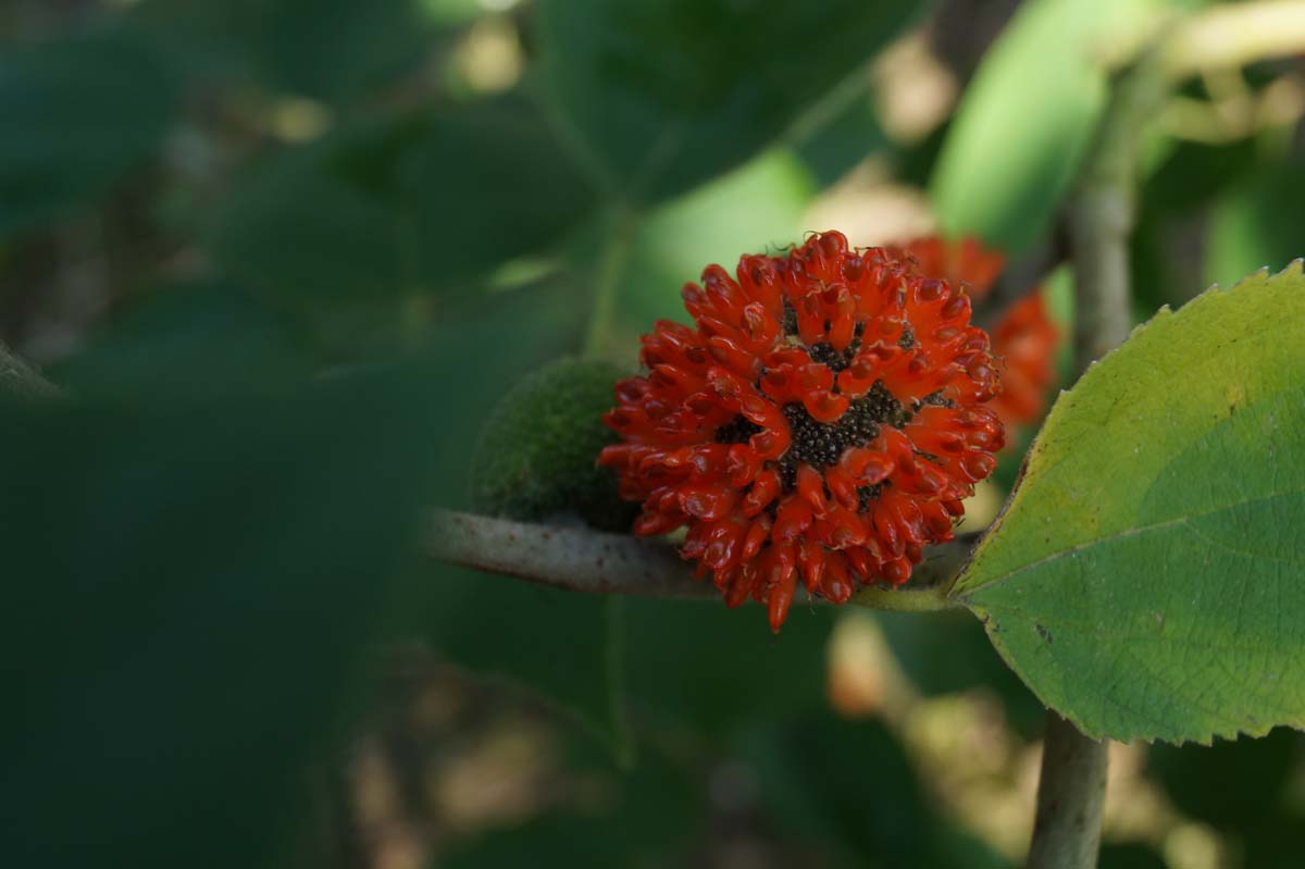 Broussonetia papyrifera dakboom