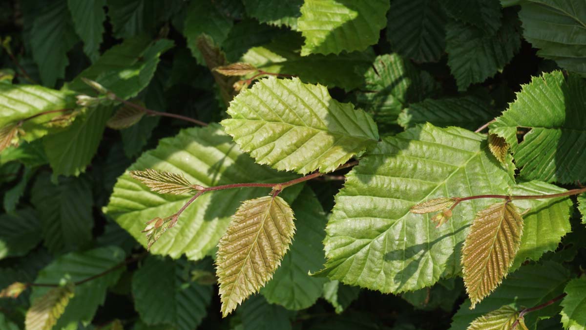 Carpinus betulus Tuinplanten blad