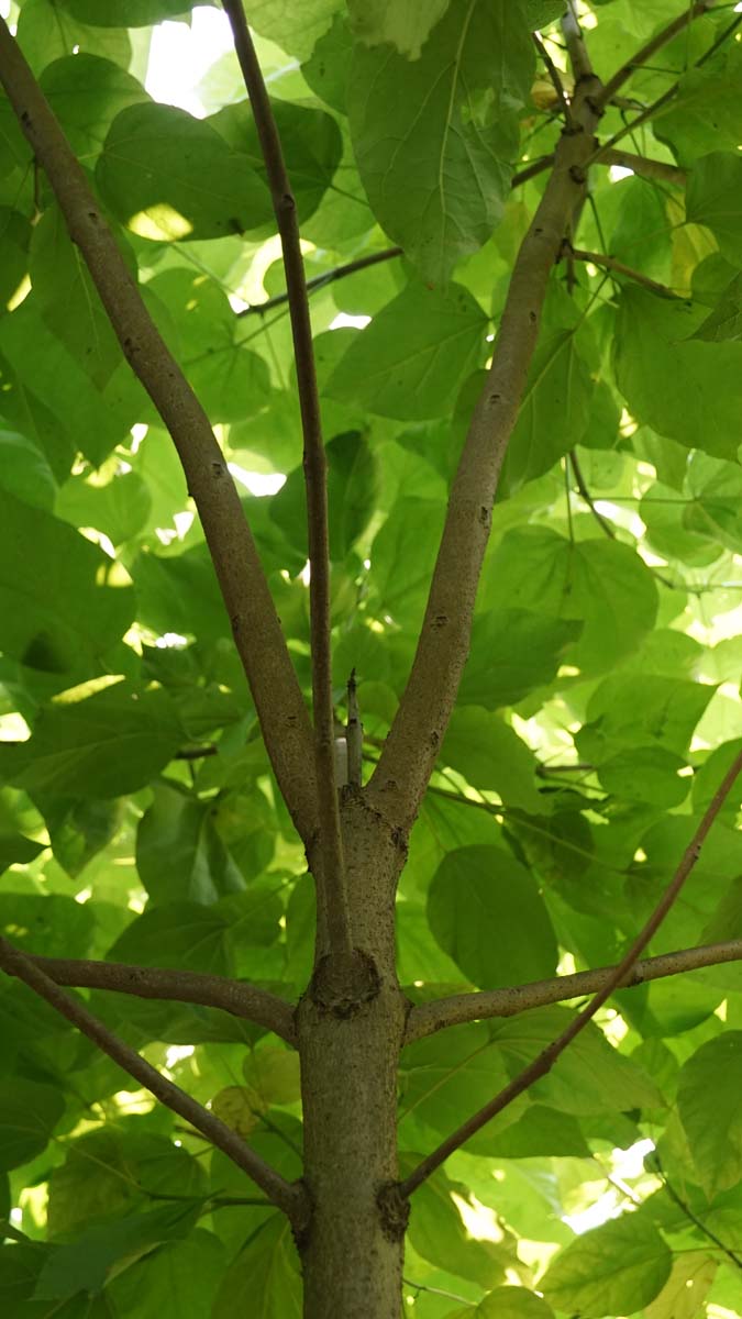 Catalpa bignonioides Tuinplanten stam