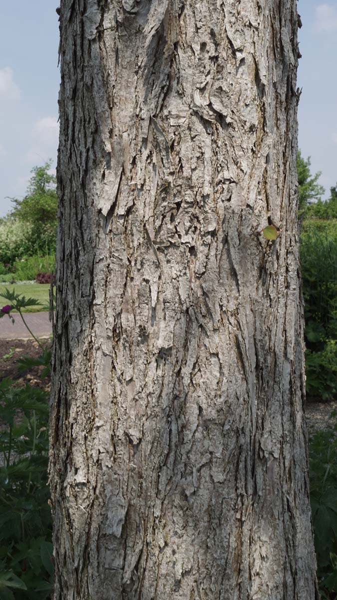 Cercidiphyllum japonicum dakboom bast