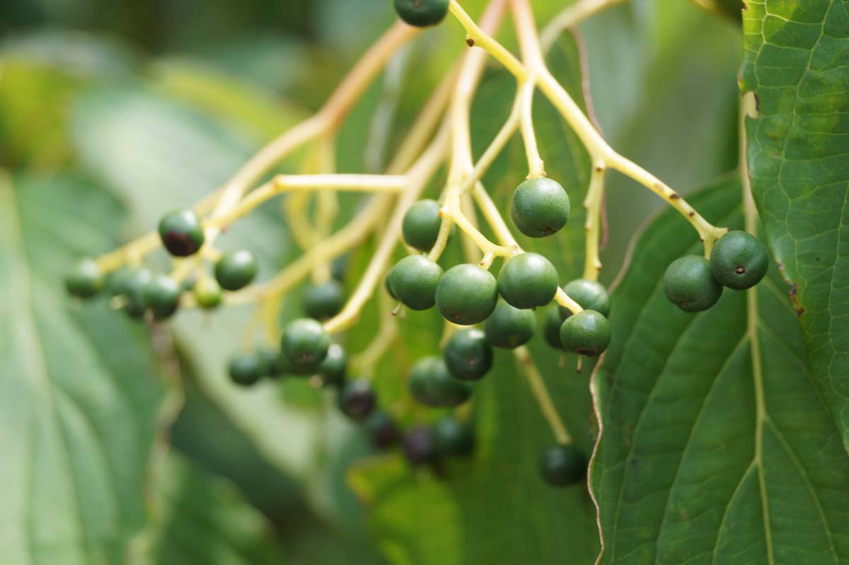 Cornus controversa Tuinplanten vrucht