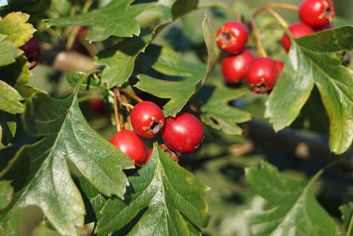 Crataegus monogyna haagplant vrucht