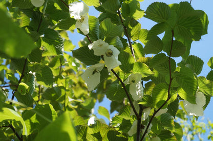 Davidia involucrata solitair bloem