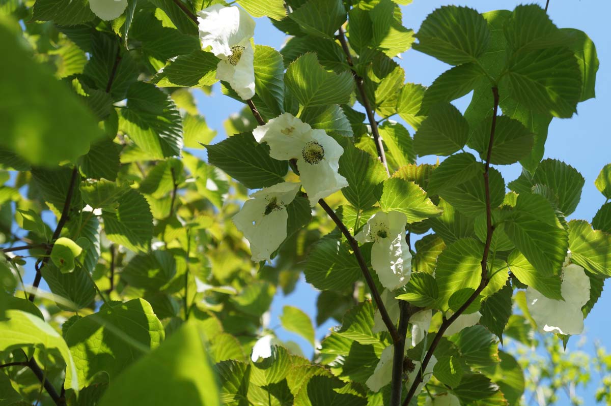 Davidia involucrata op stam bloem