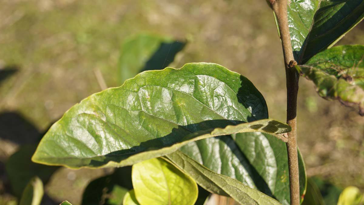 Diospyros virginiana solitair