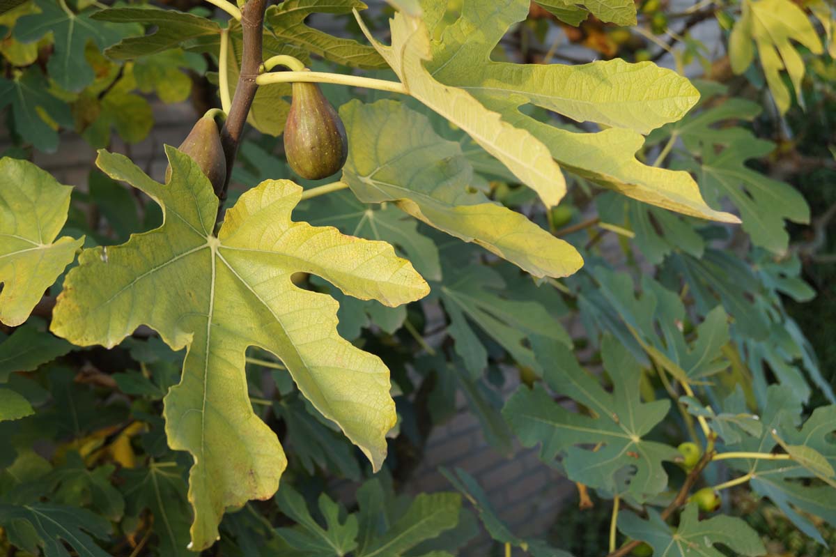 Ficus carica solitair