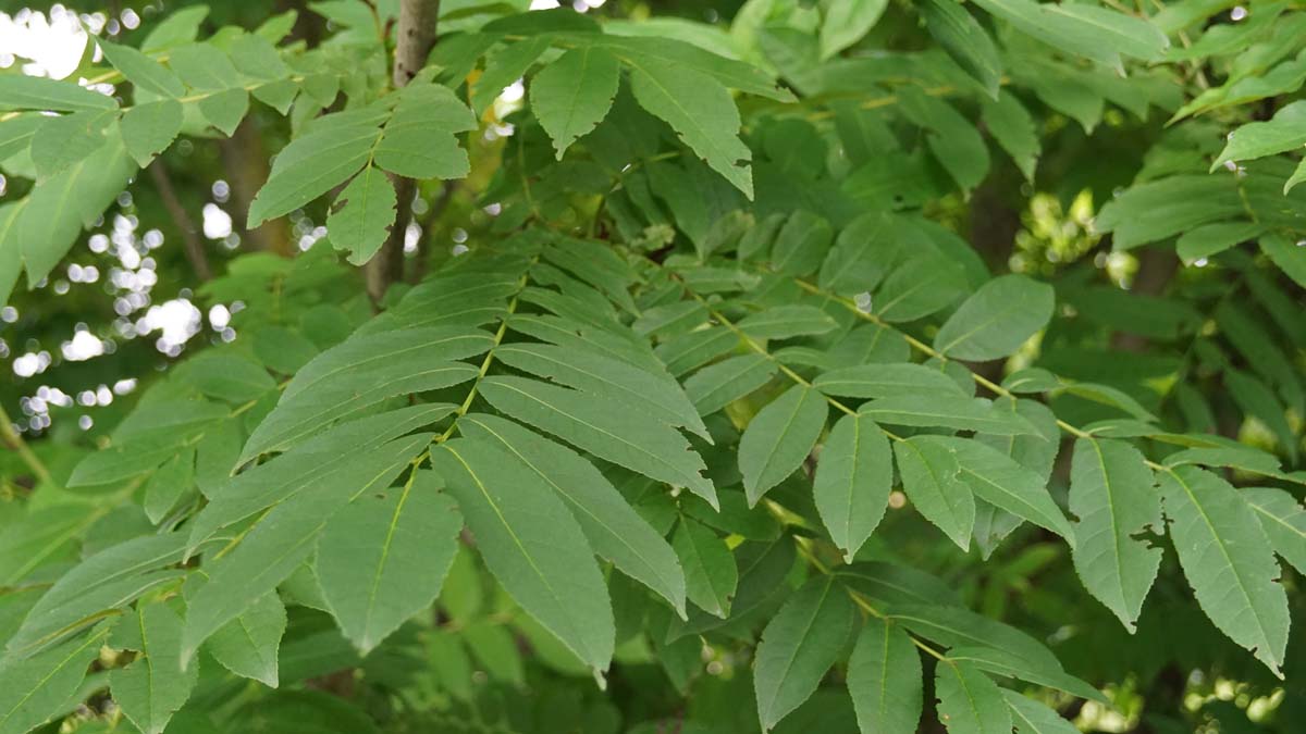 Fraxinus excelsior op stam blad