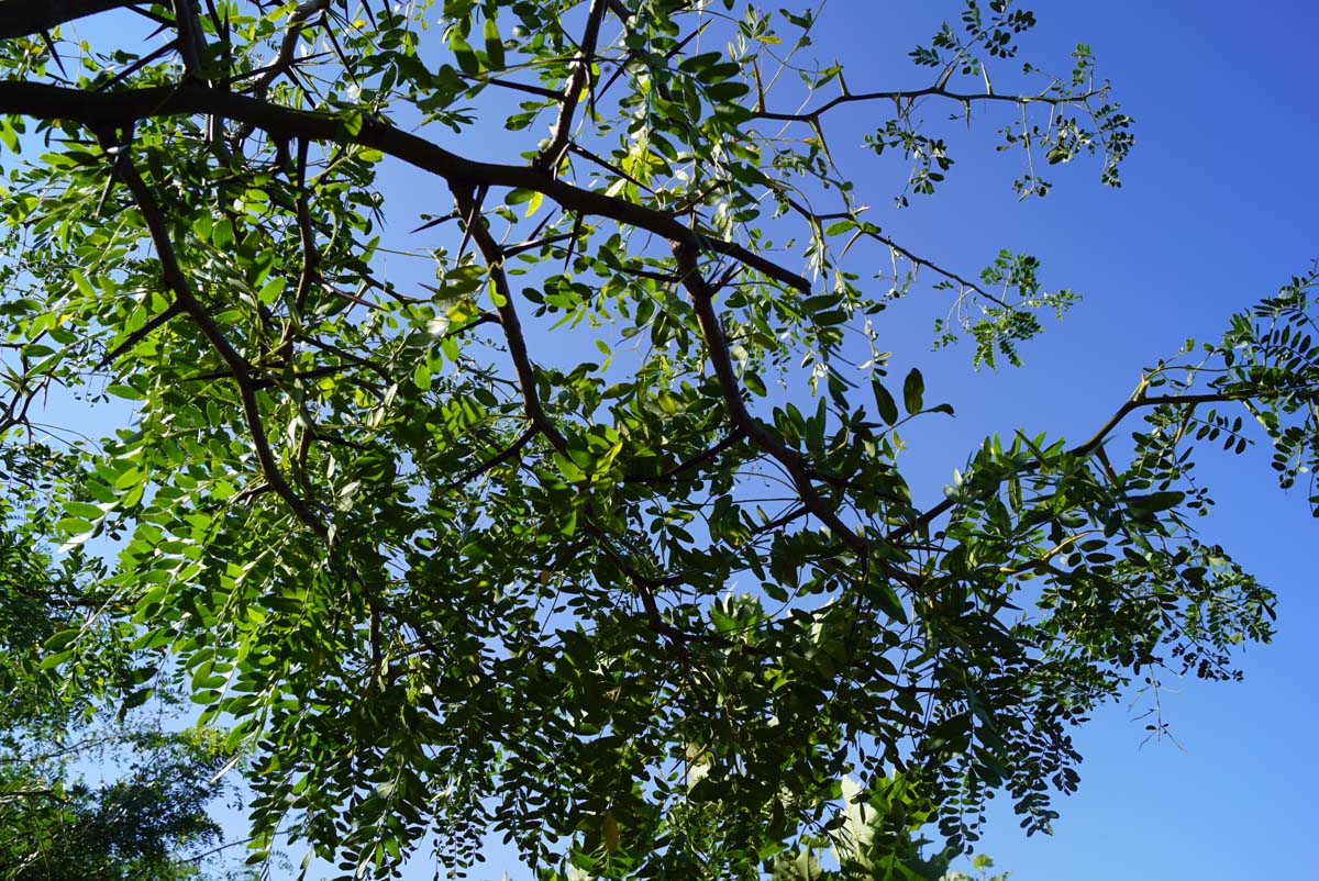 Gleditsia triacanthos haagplant