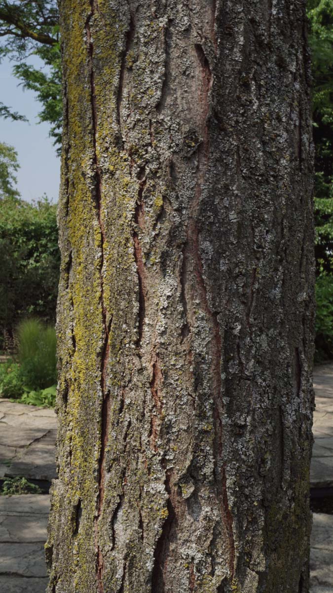 Gleditsia triacanthos 'Shademaster' op stam bast