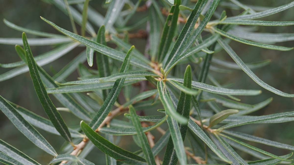 Hippophae rhamnoides op stam blad