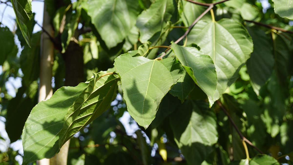 Hovenia dulcis Tuinplanten