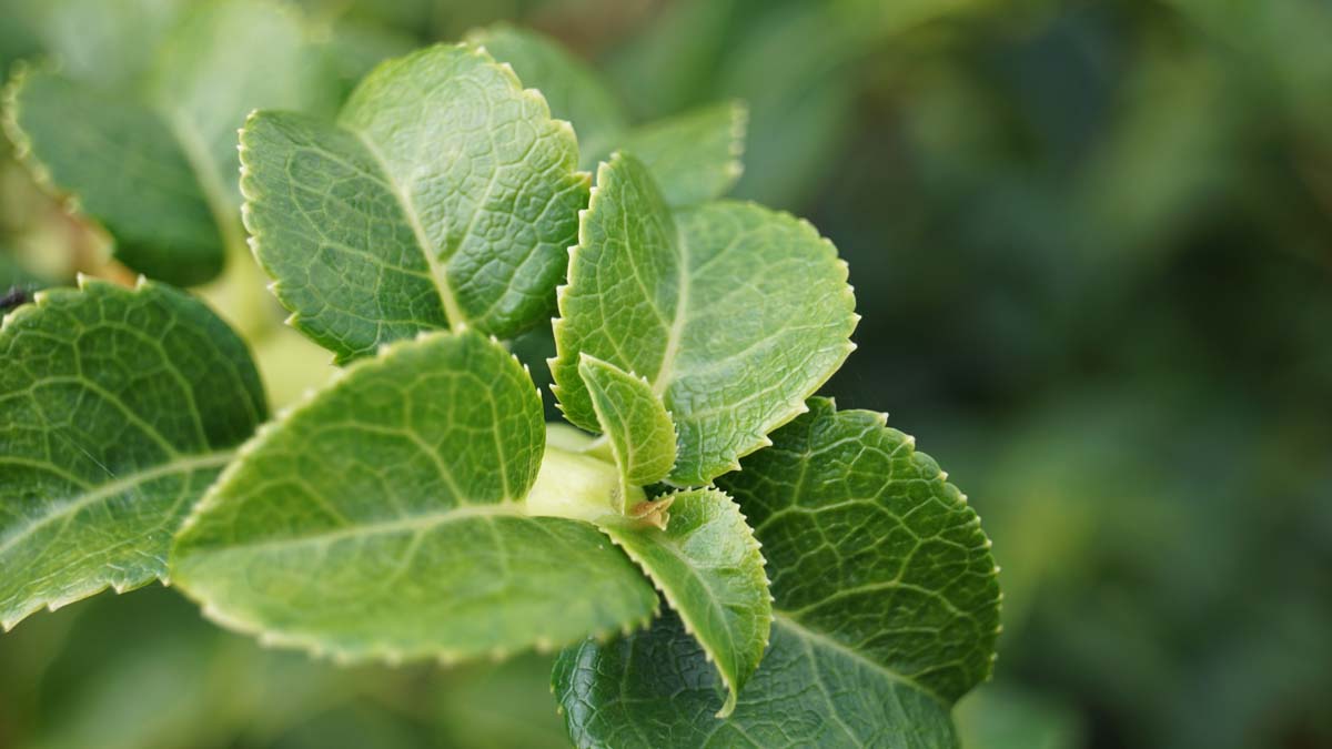 Hydrangea petiolaris Tuinplanten blad