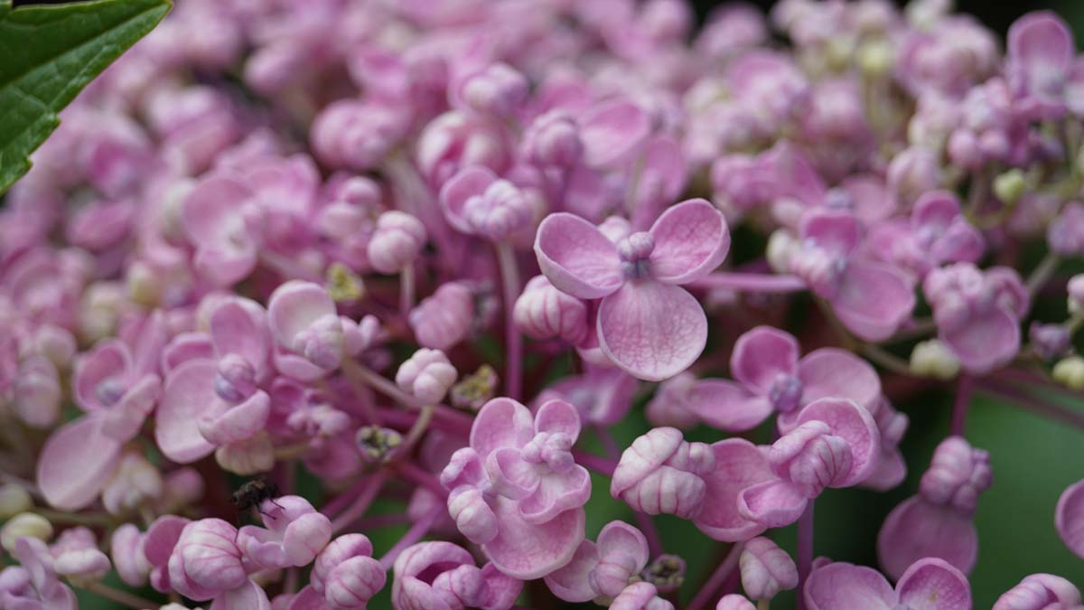 Hydrangea macrophylla 'Ayesha'