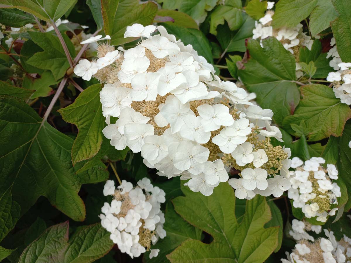 Hydrangea quercifolia meerstammig / struik bloem