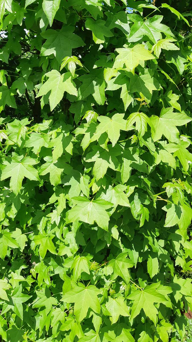 Liquidambar styraciflua op stam twijg