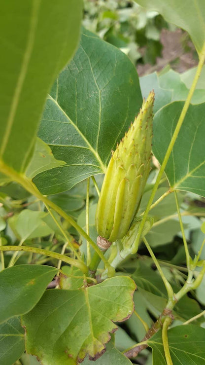 Liriodendron tulipifera 'Fastigiatum' solitair