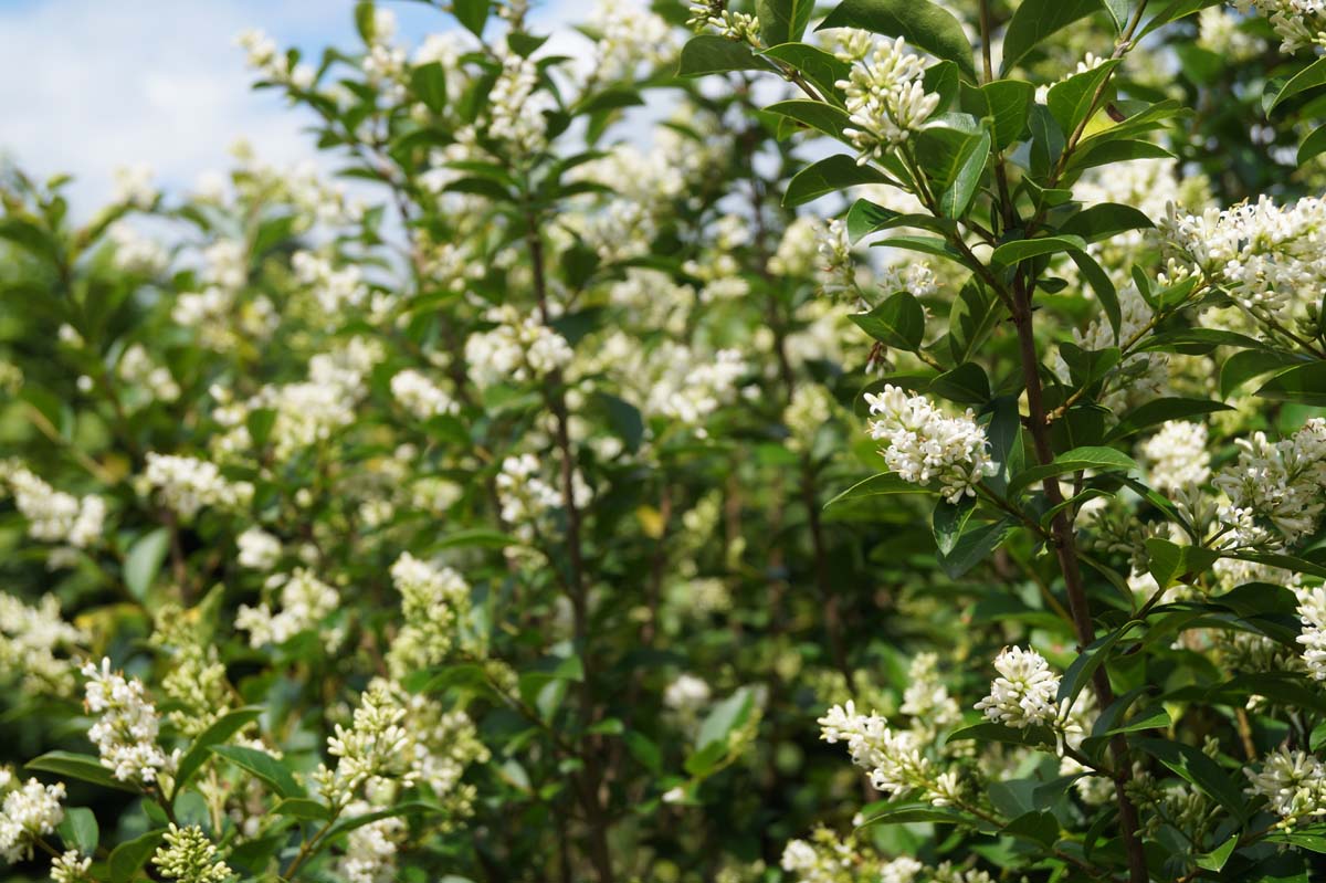 Ligustrum ovalifolium meerstammig / struik bloesem