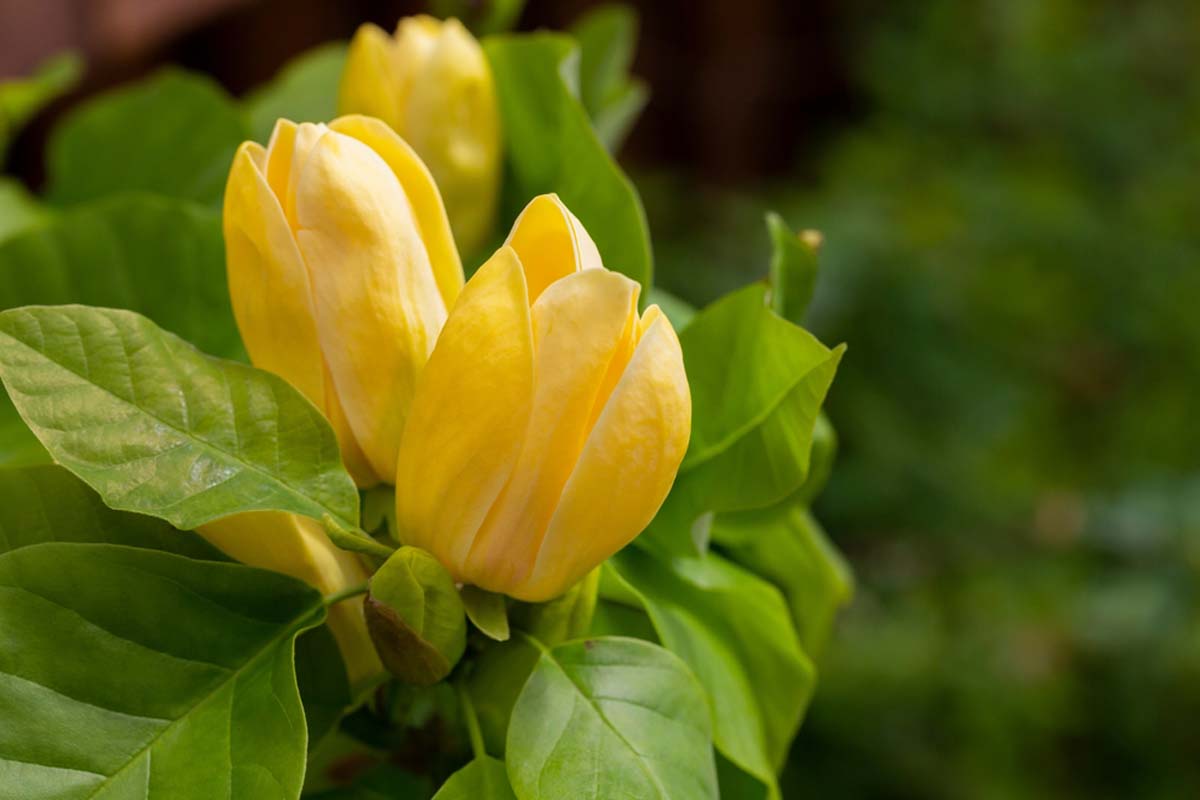 Magnolia brooklynensis 'Yellow Bird' solitair bloem