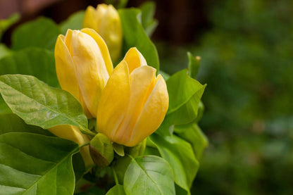 Magnolia brooklynensis 'Yellow Bird' solitair bloem