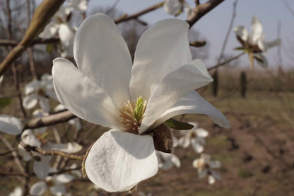 Magnolia kobus leiboom bloem