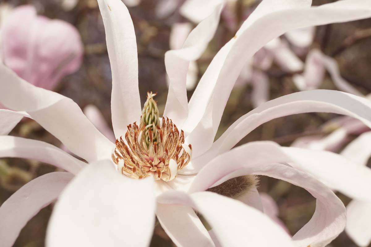 Magnolia loebneri 'Leonard Messel' Tuinplanten bloem