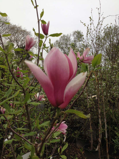 Magnolia soulangeana op stam bloem