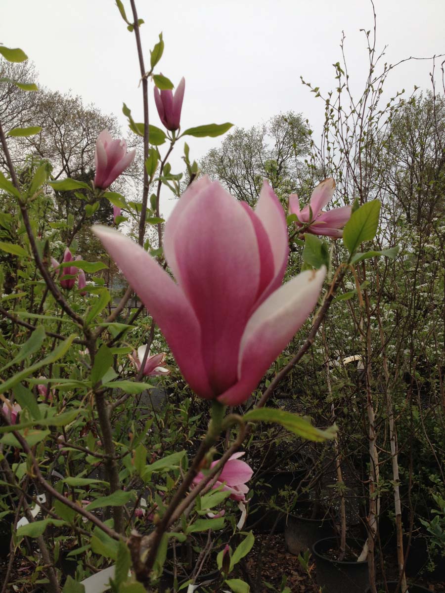 Magnolia soulangeana Tuinplanten bloem