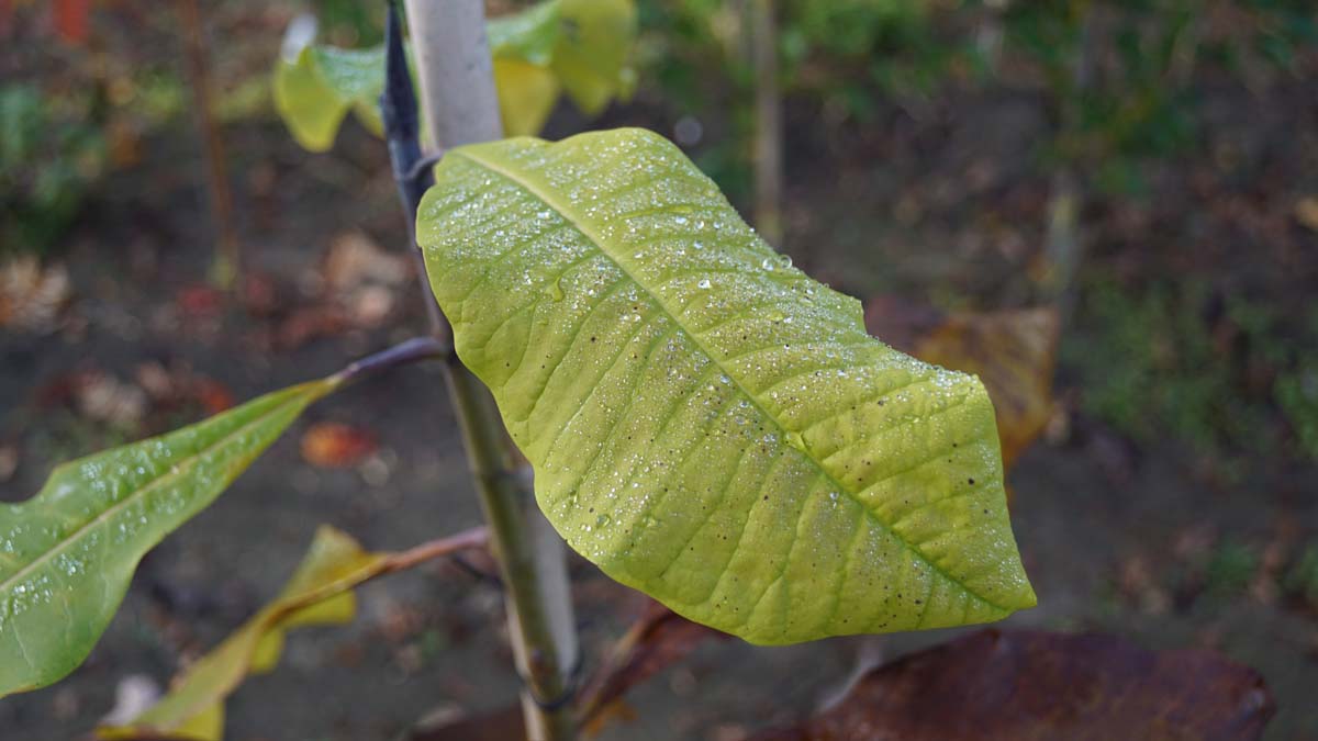 Magnolia tripetala op stam blad