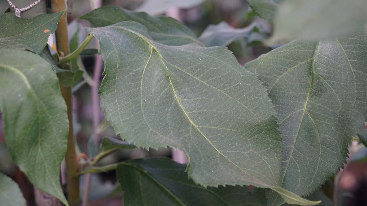 Malus 'Dolgo' op stam